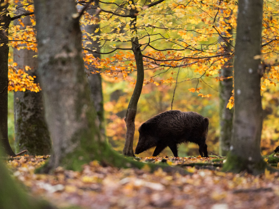 Link zum Beitrag: Informationen zur Afrikanischen Schweinepest Linkbanner ASP